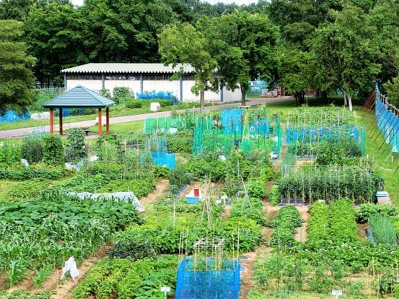 農業確定申告 家庭菜園や自家消費のみでも確定申告は必要?